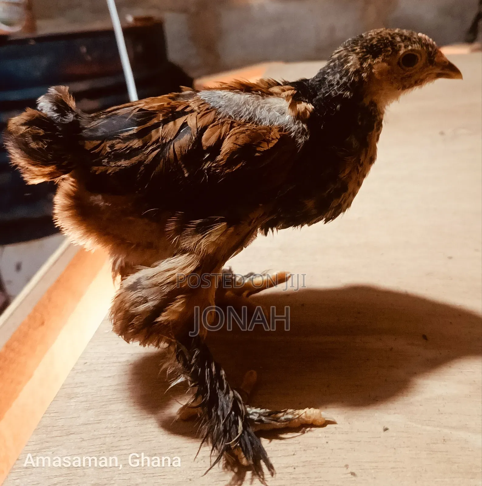 Brahma Chicks for Sale