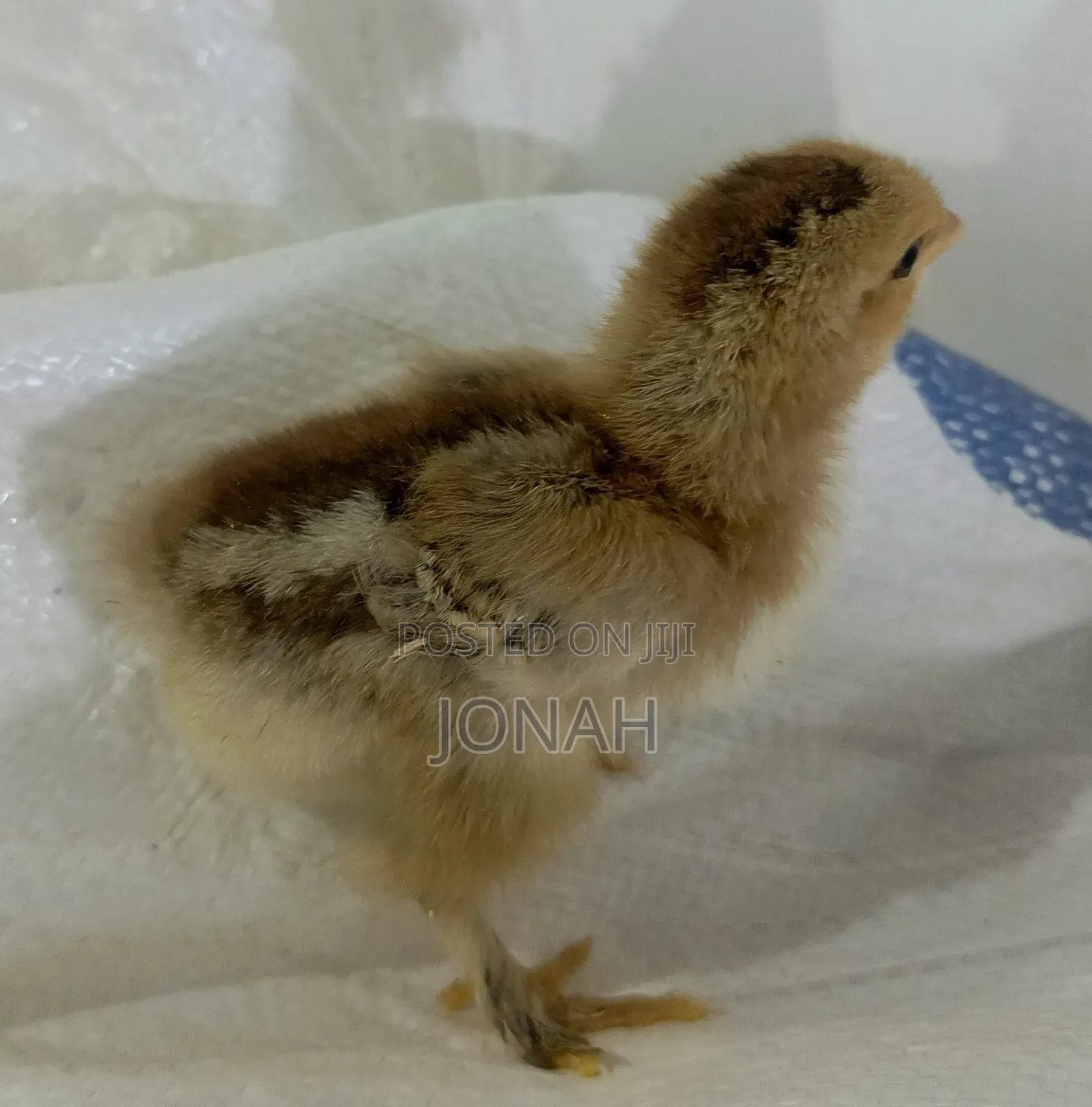 Brahma Chicks for Sale