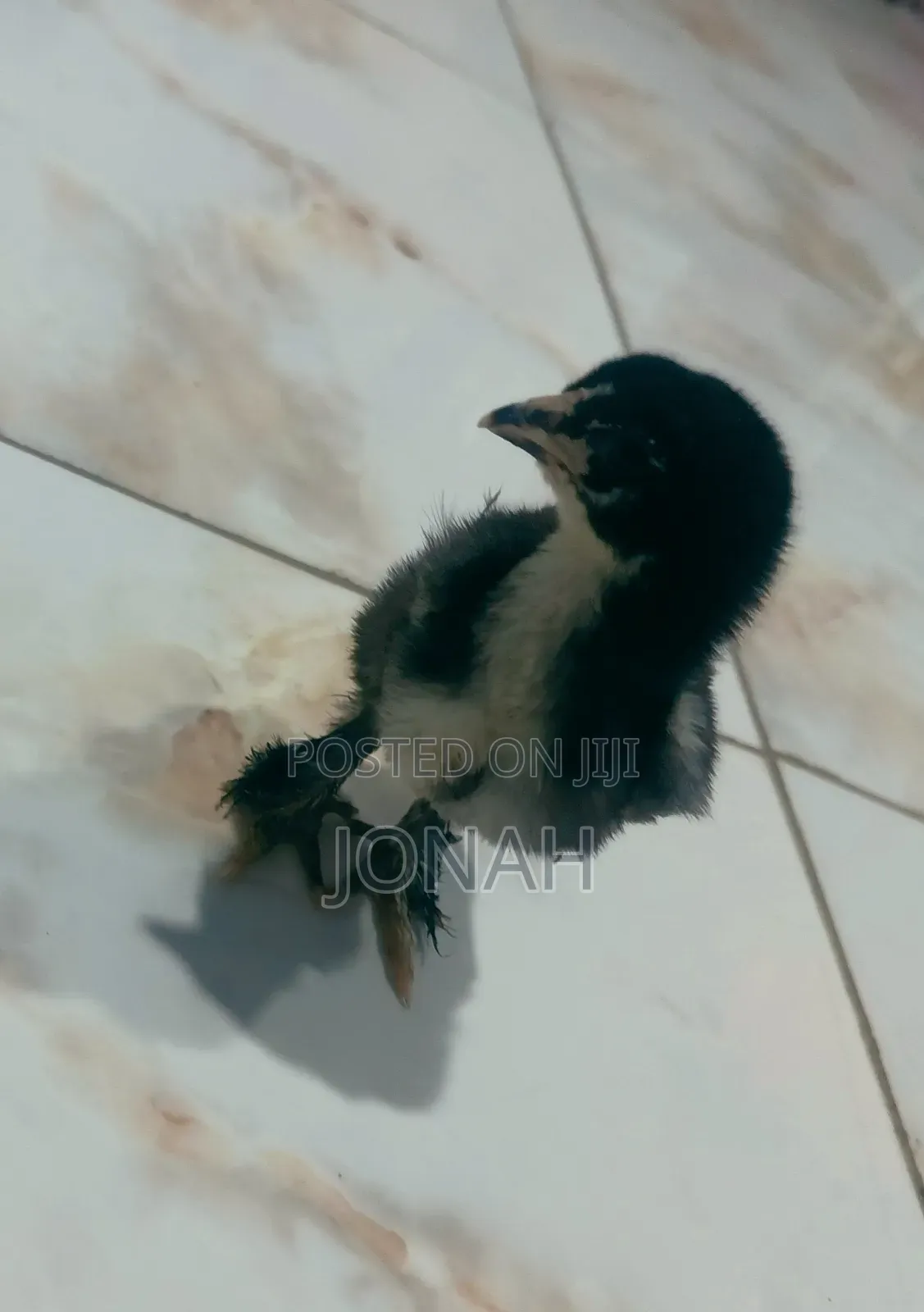 Brahma Chicks for Sale
