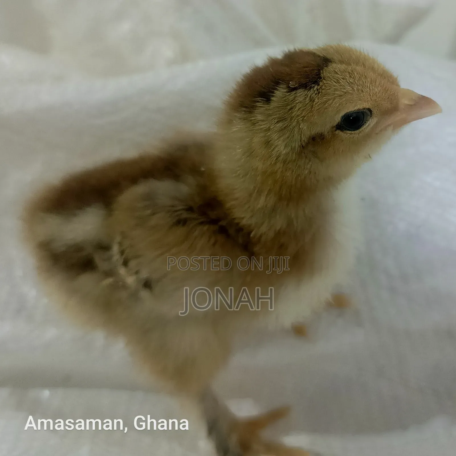Brahma Chicks for Sale