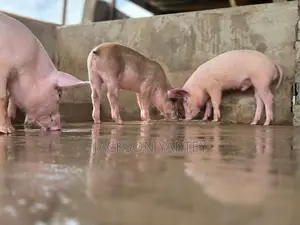 Piggery (Pigs)