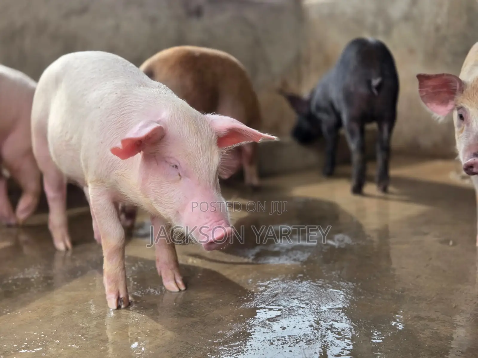 Piggery (Pigs)