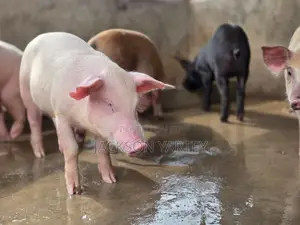 Piggery (Pigs)