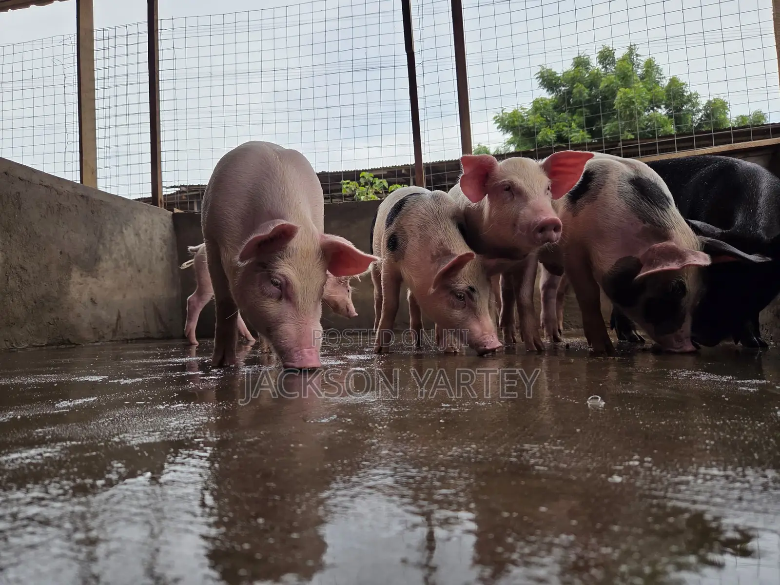 Piggery (Pigs)