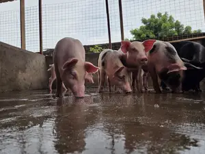 Piggery (Pigs)