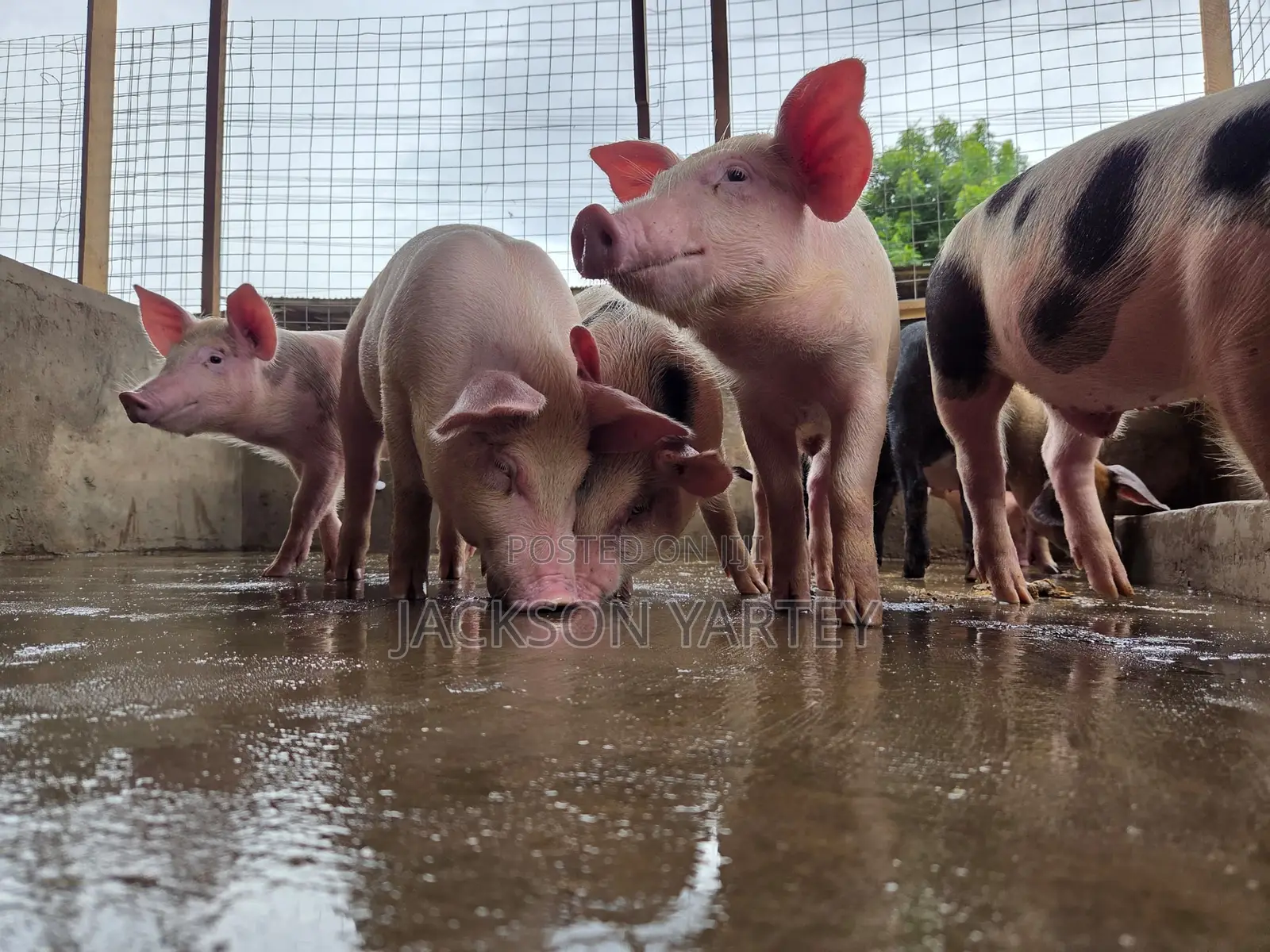 Piggery (Pigs)