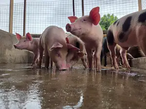 Piggery (Pigs)