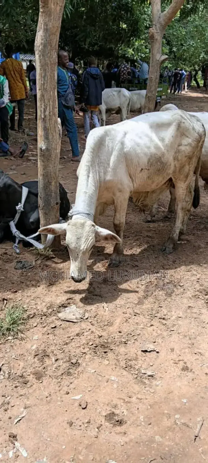 Nice Male Sheep Seller