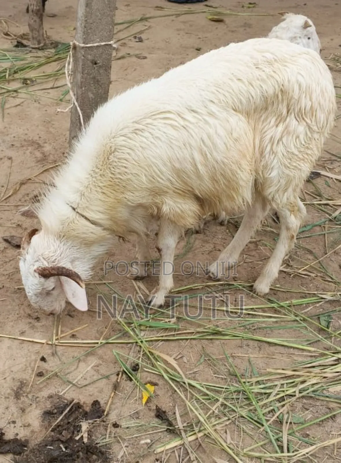 Neat Male Sheep for Special Occasions