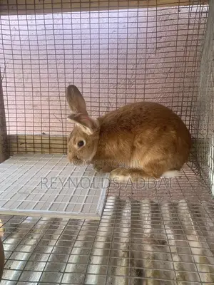 Rabbit for Sale