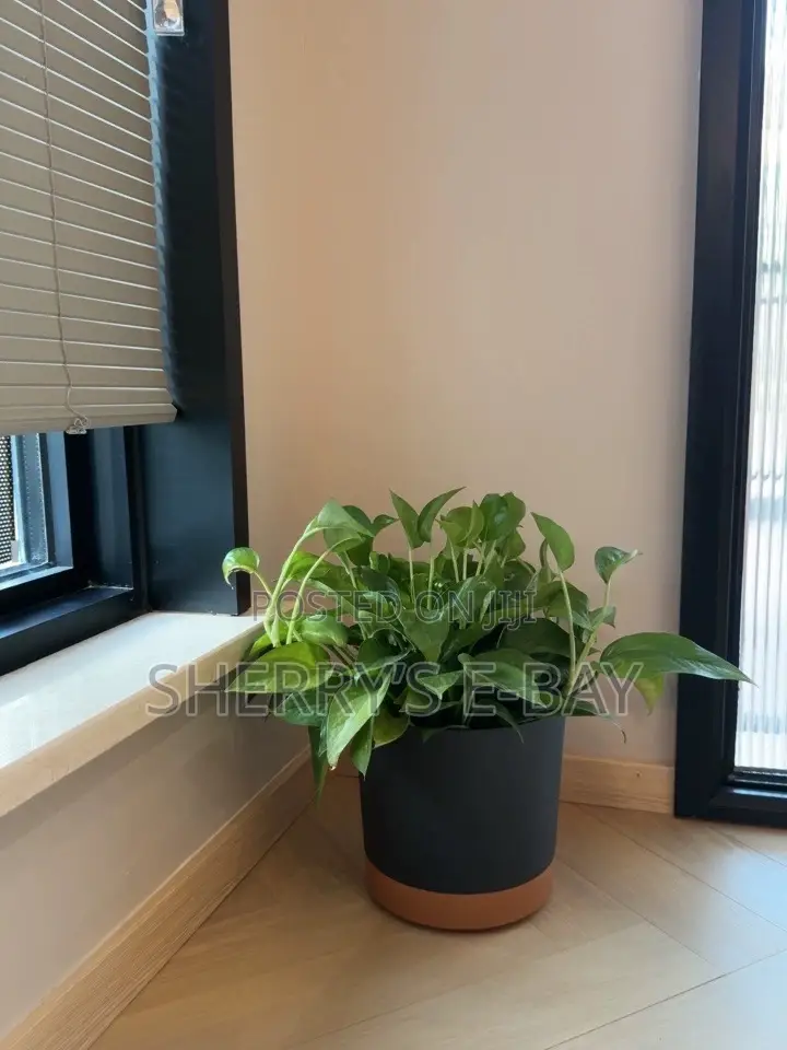 Planter Pots (4 Different Sizes )