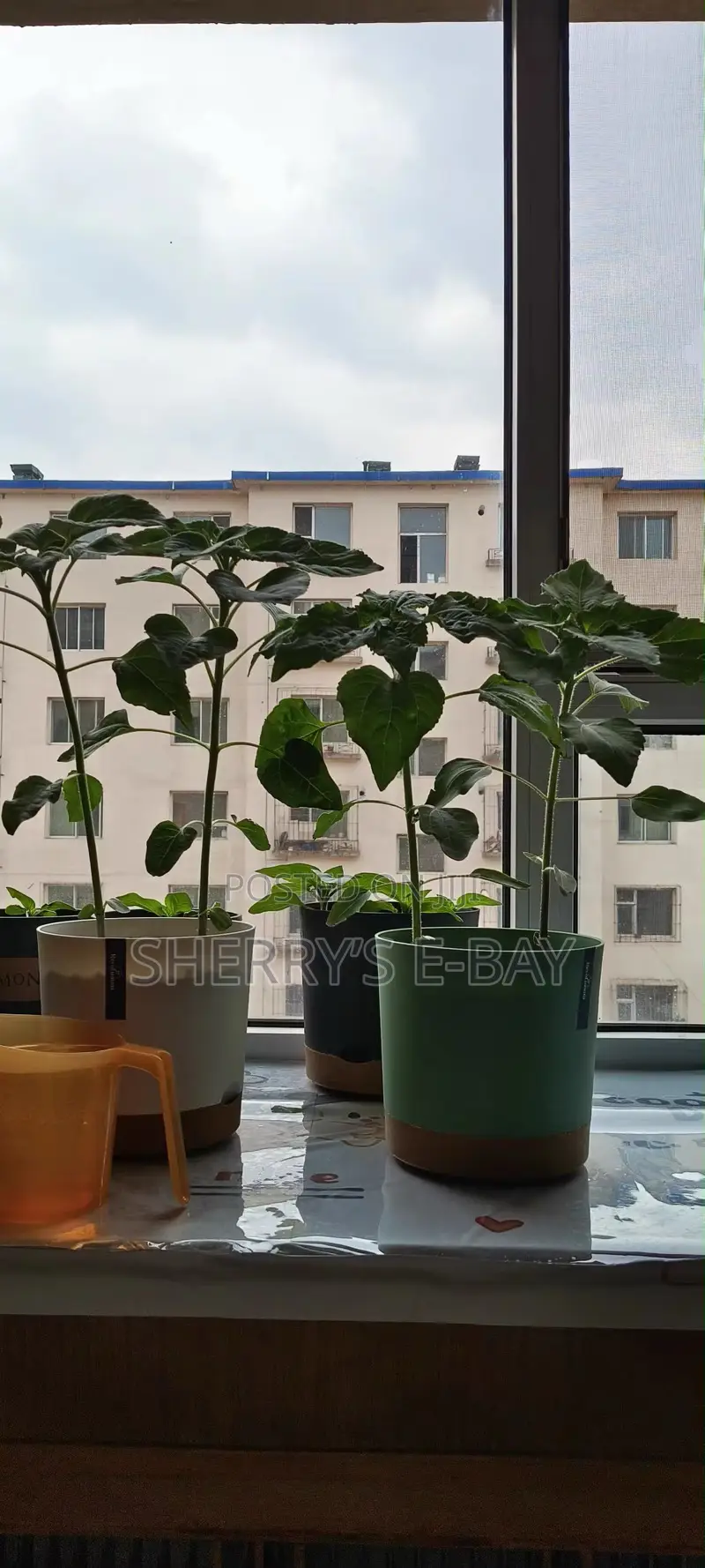 Planter Pots (4 Different Sizes )