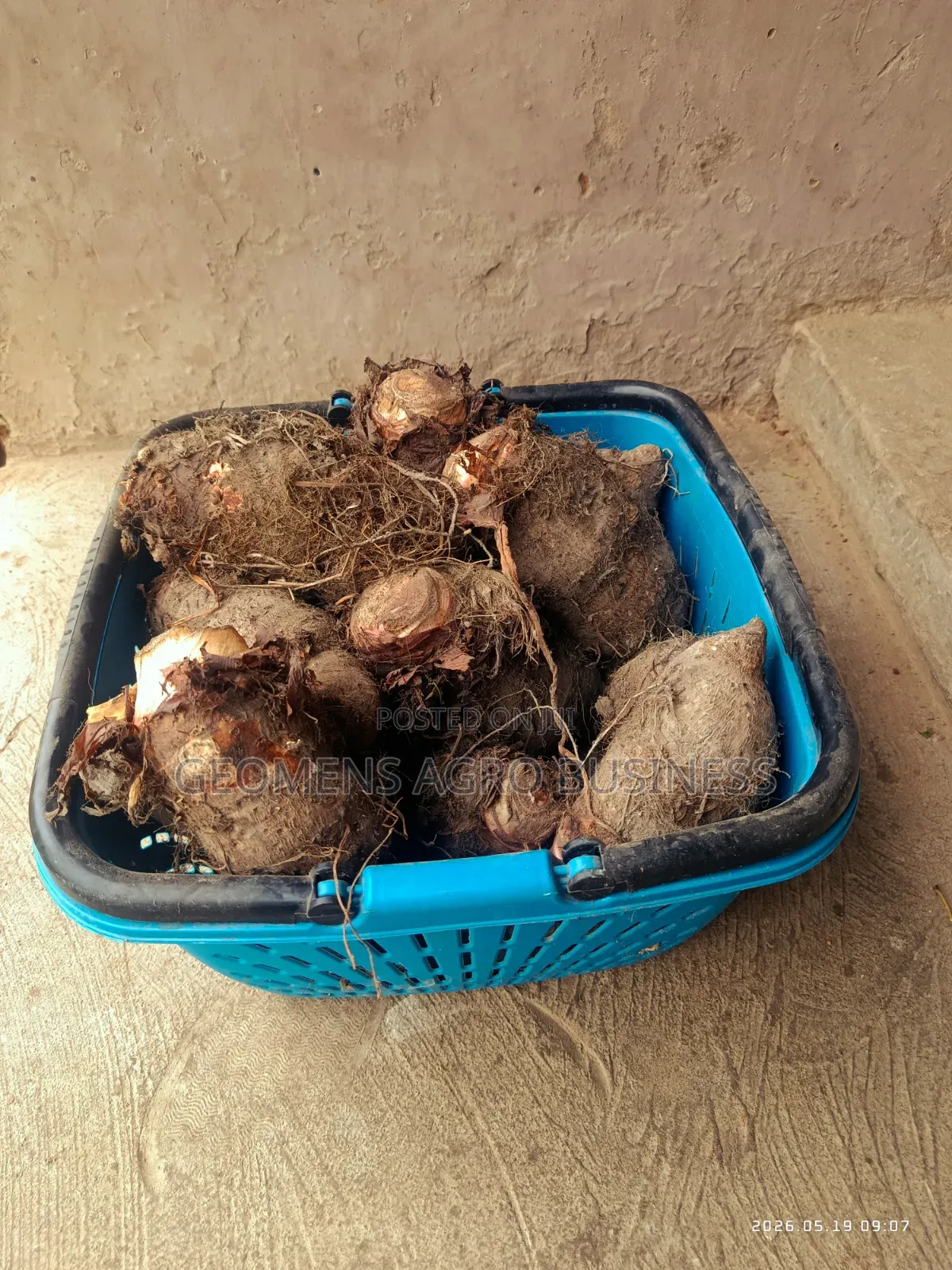 Kooko (Taro)