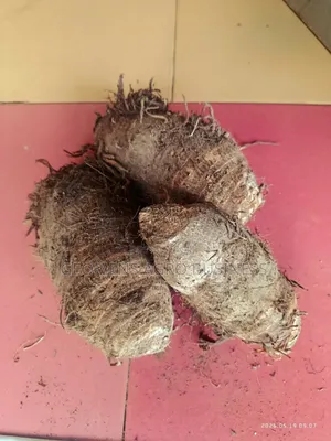 Kooko (Taro)