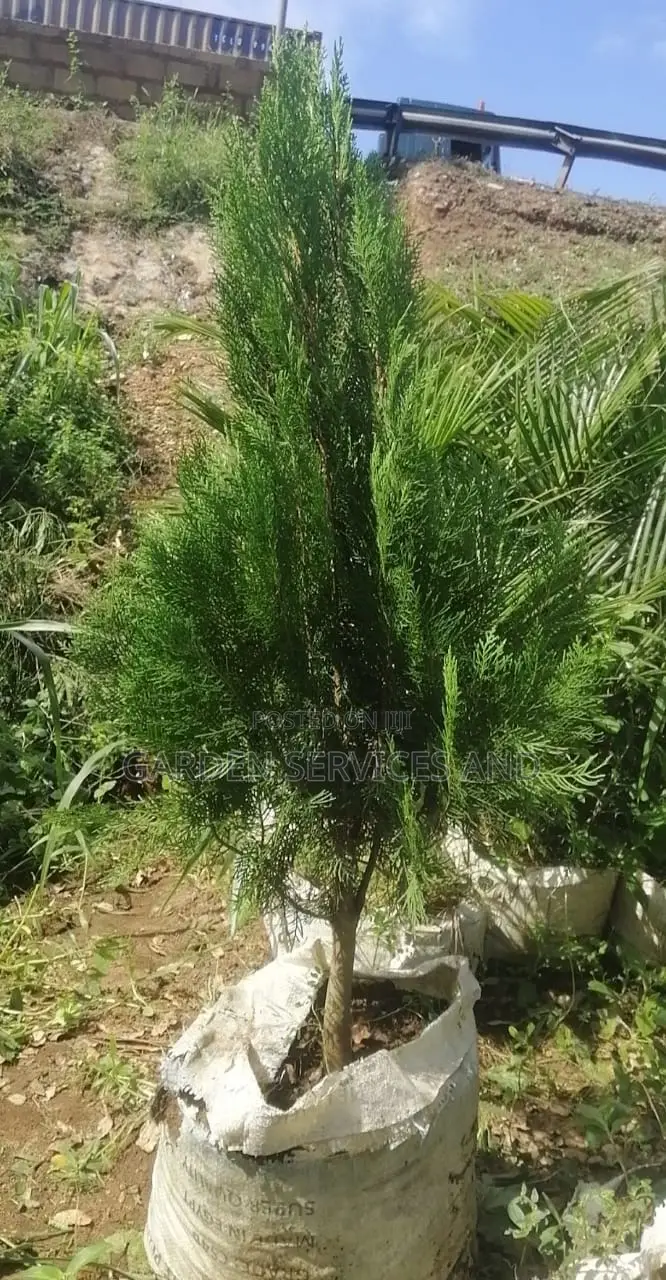 Pencil Thuja