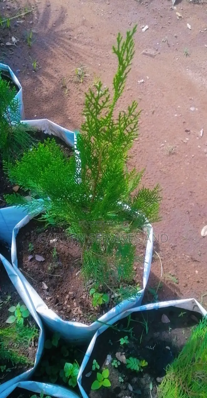 Pencil Thuja