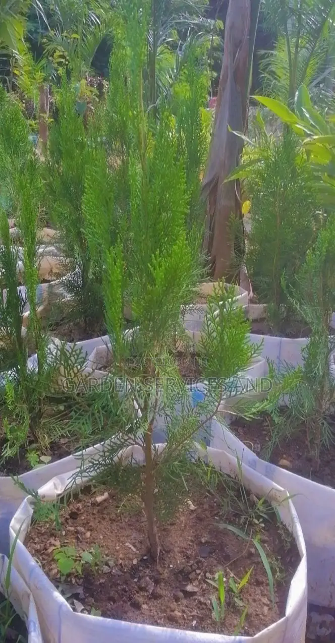 Pencil Thuja