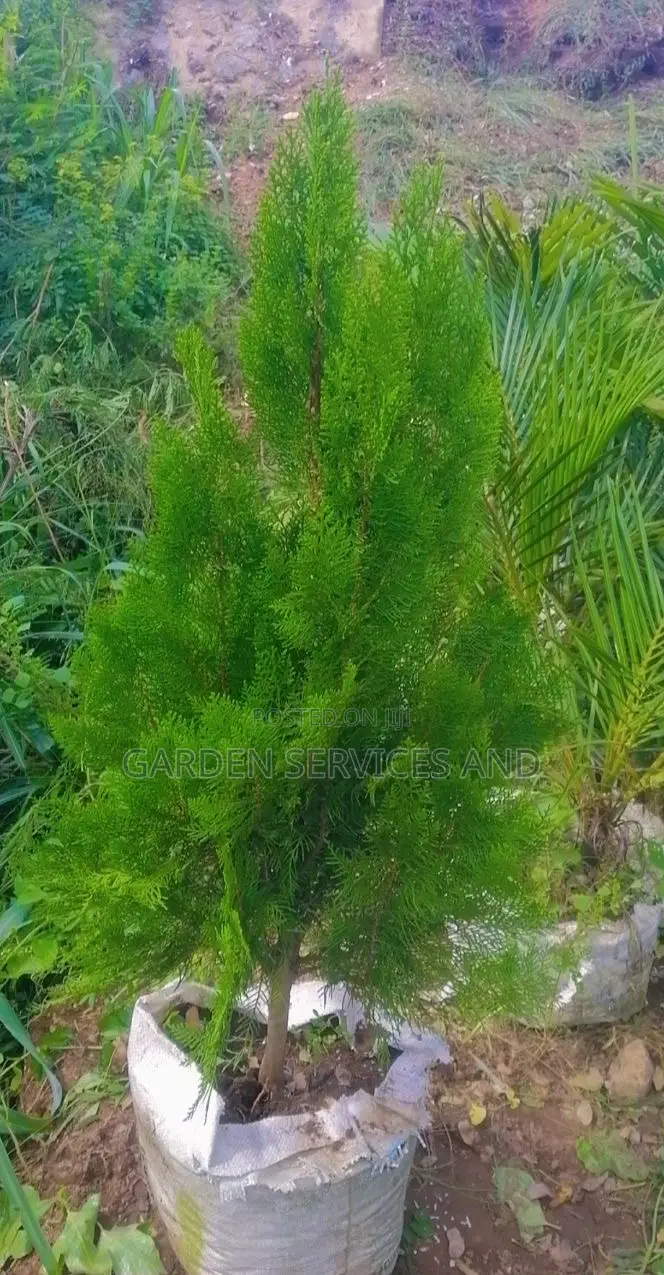 Pencil Thuja