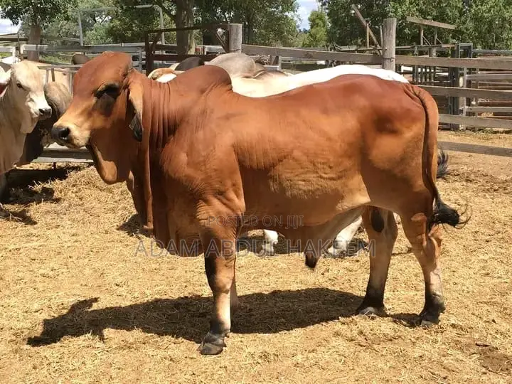 Cow for Sell