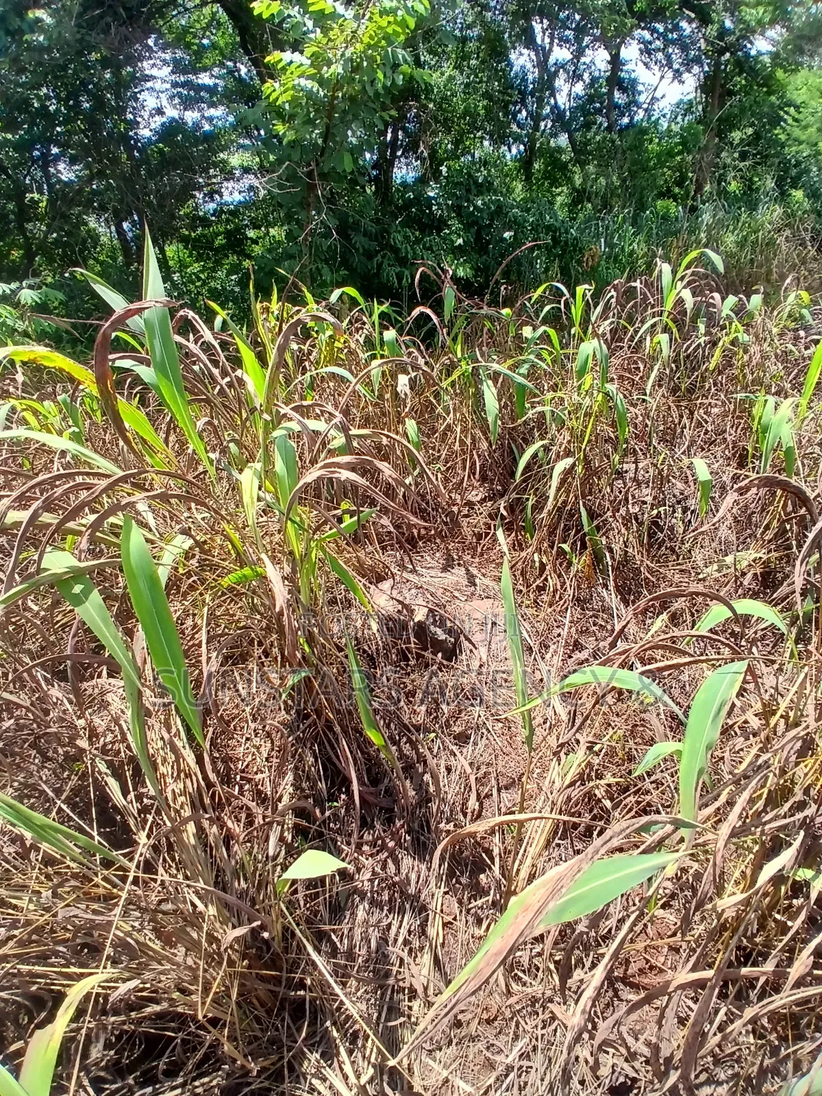 Hill-Top Land for Sale in Hohoe