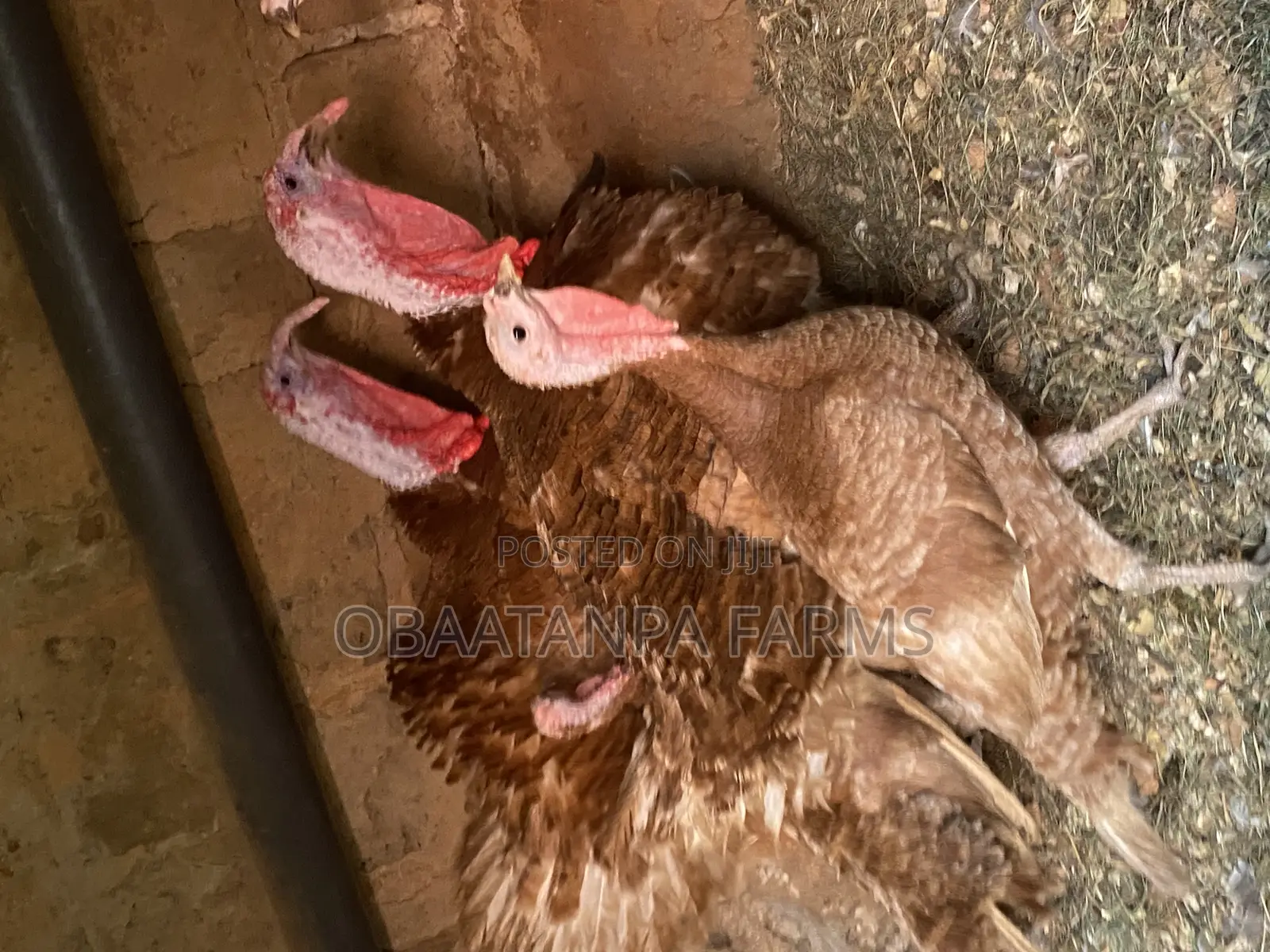 Bourbon Red Turkey Male