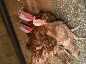 Bourbon Red Turkey Male