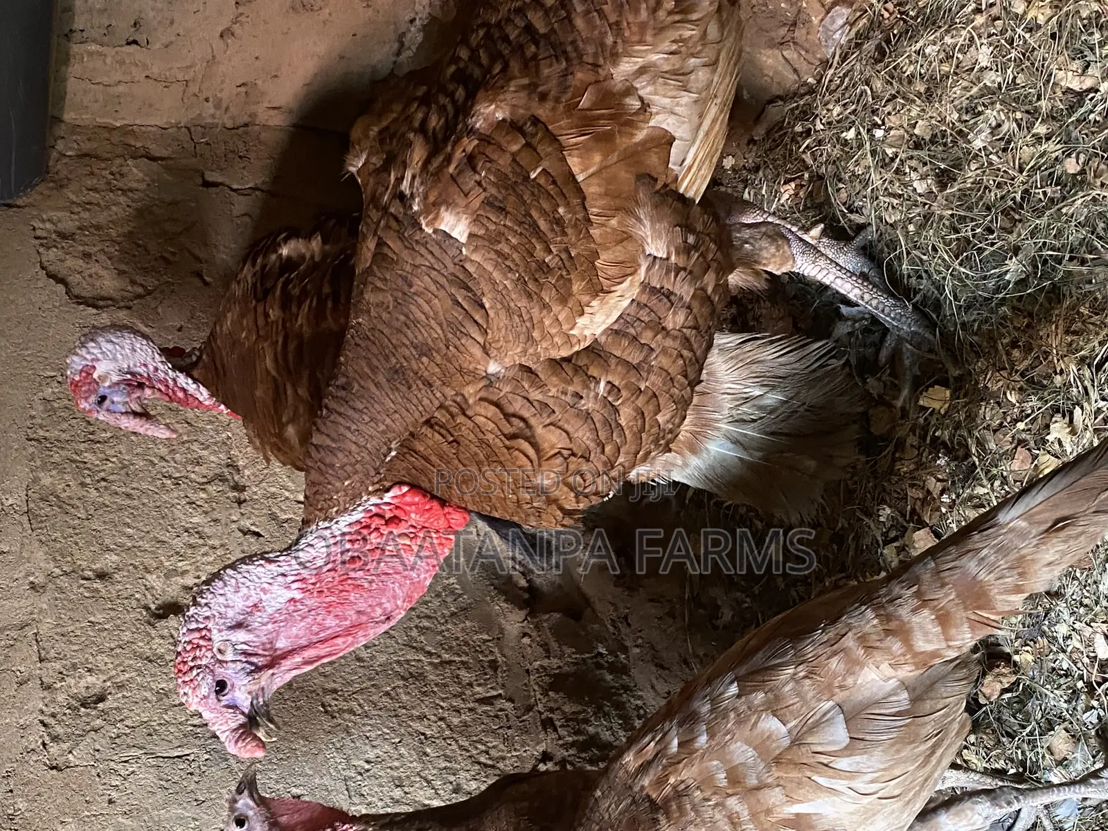 Bourbon Red Turkey Male