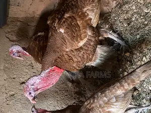 Bourbon Red Turkey Male