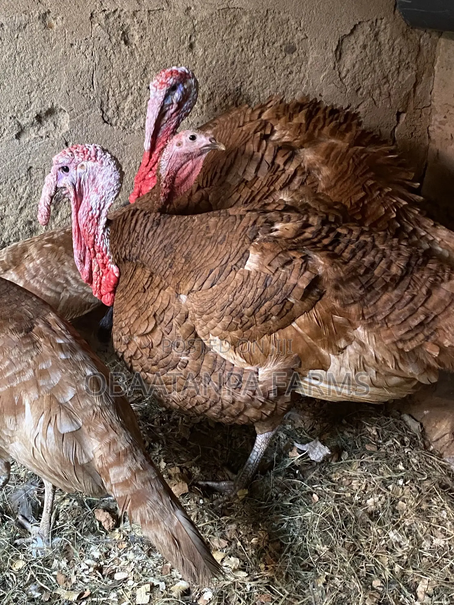 Bourbon Red Turkey Male