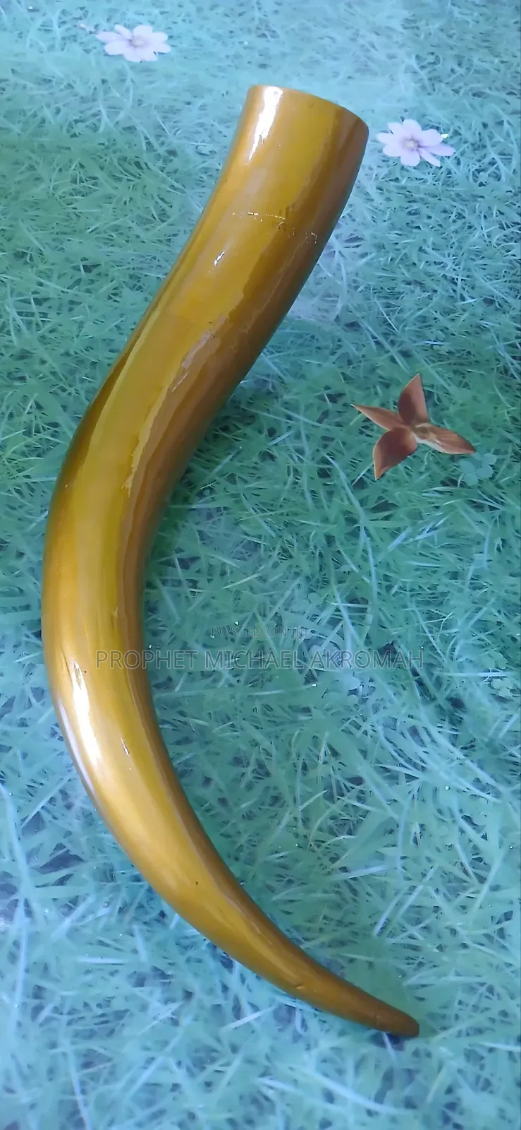 Horn - Polished Cow Horn for Spiritual Works