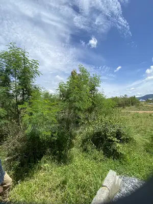 Half Plot of Land