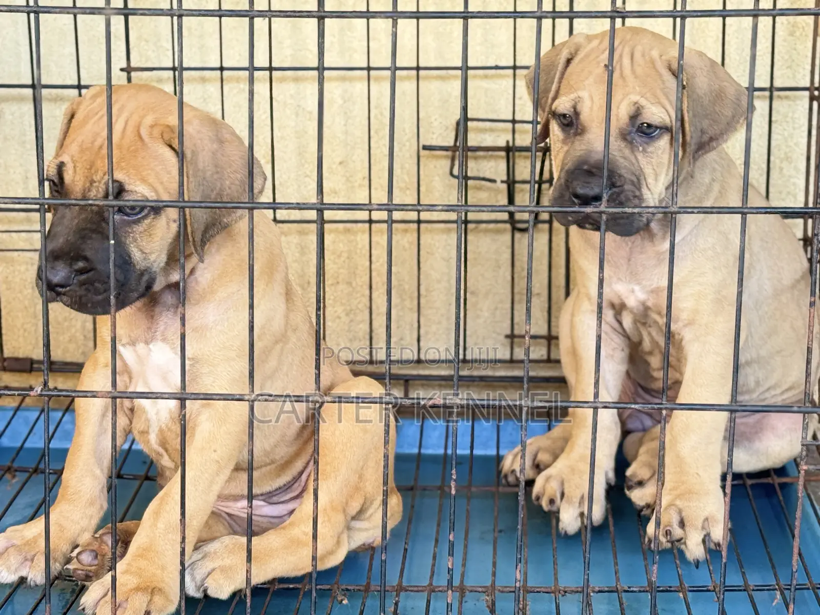 1-3 months Female Purebred Boerboel