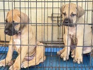 1-3 months Female Purebred Boerboel