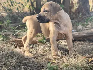 1-3 months Female Purebred Boerboel