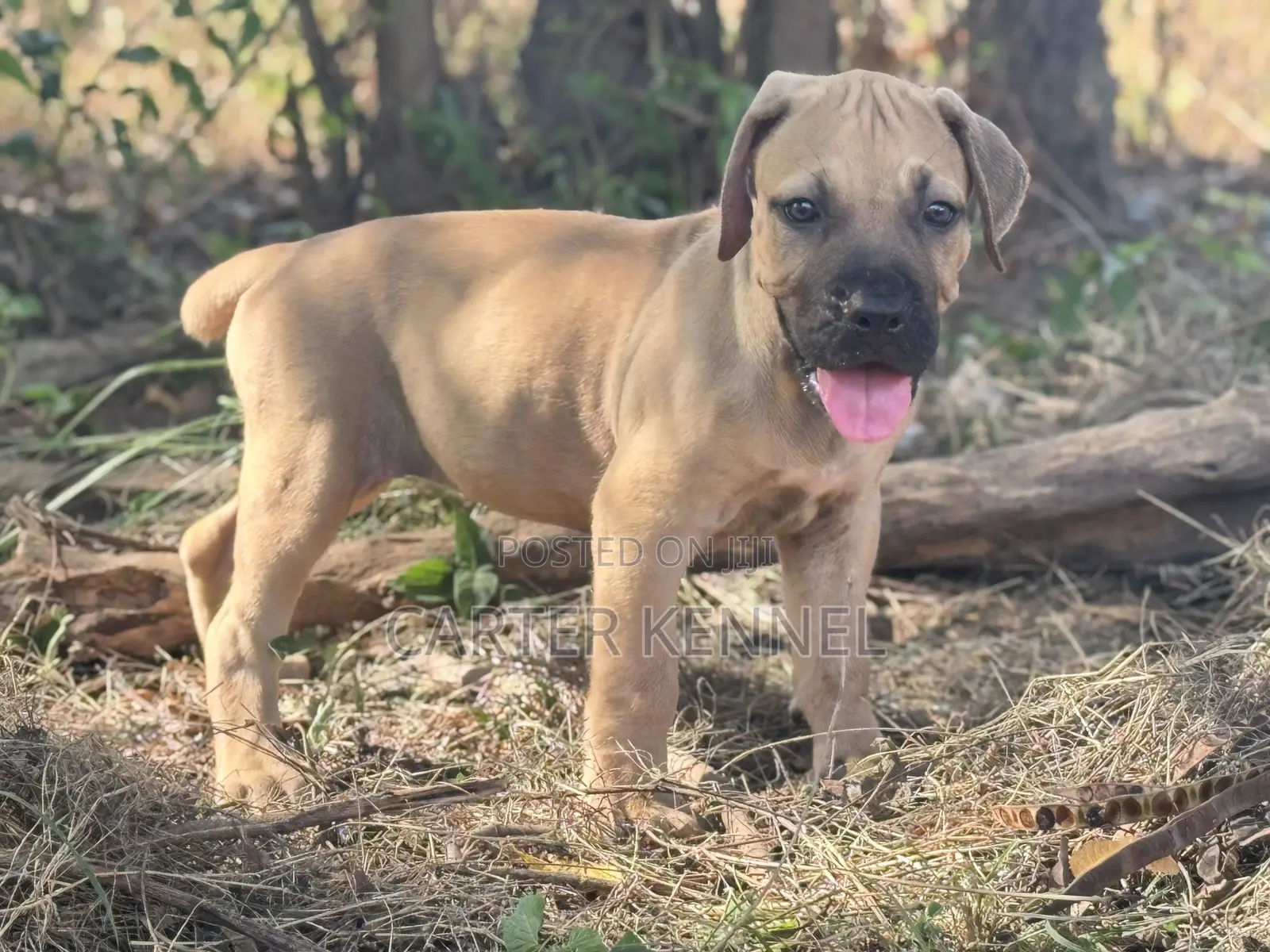 1-3 months Female Purebred Boerboel