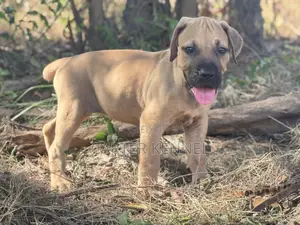 1-3 months Female Purebred Boerboel