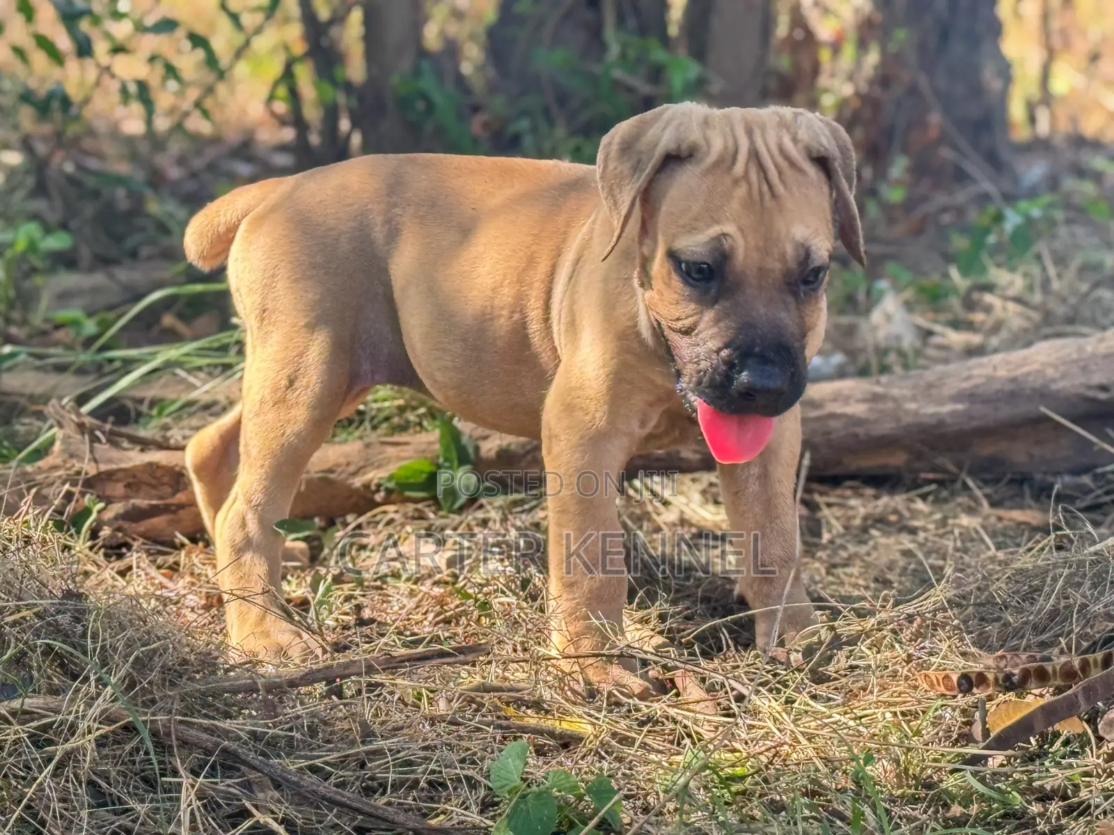 1-3 months Female Purebred Boerboel