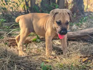 1-3 months Female Purebred Boerboel