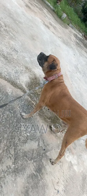 1+ year Male Purebred Boerboel