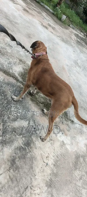 1+ year Male Purebred Boerboel