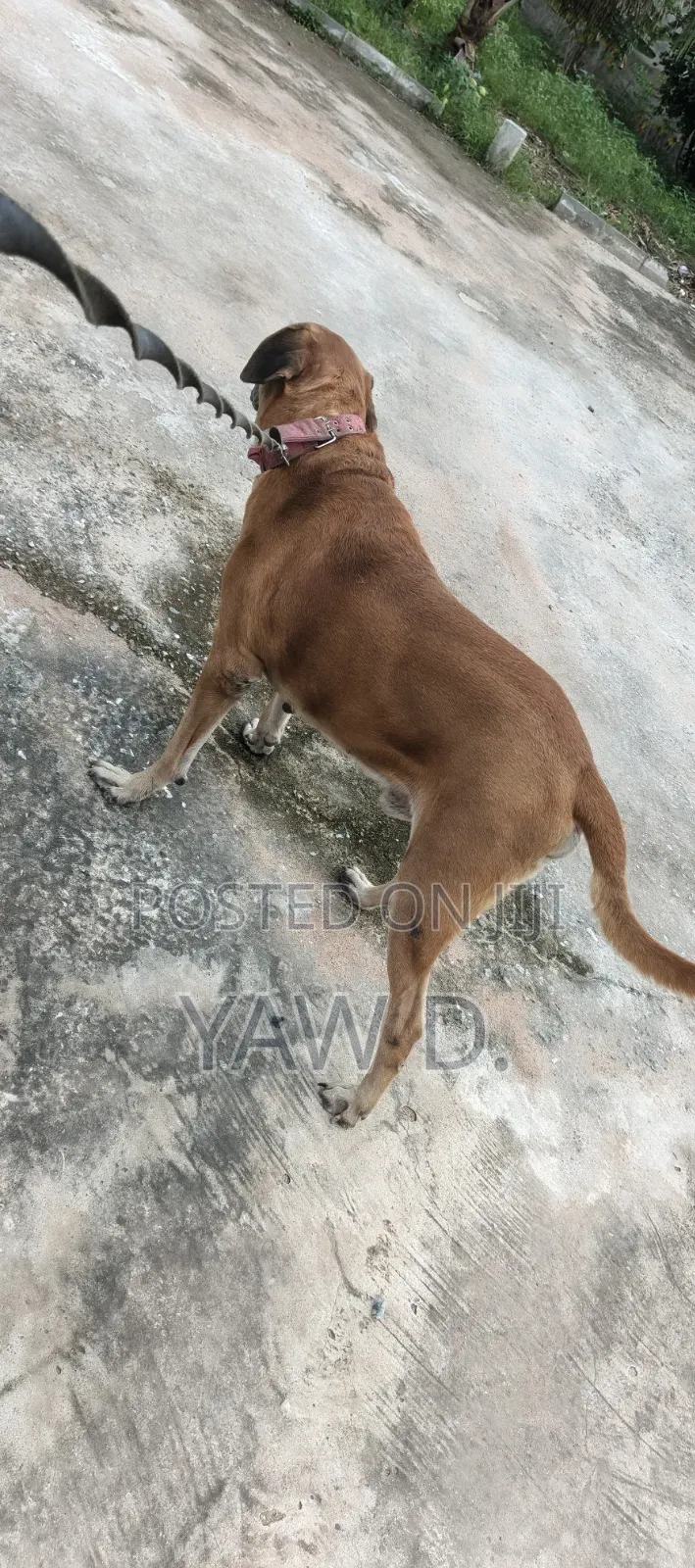 1+ year Male Purebred Boerboel