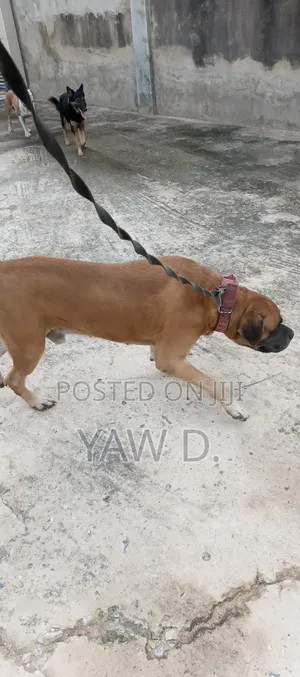 1+ year Male Purebred Boerboel