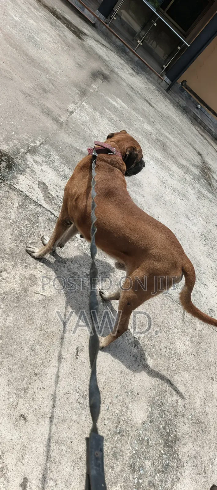 1+ year Male Purebred Boerboel