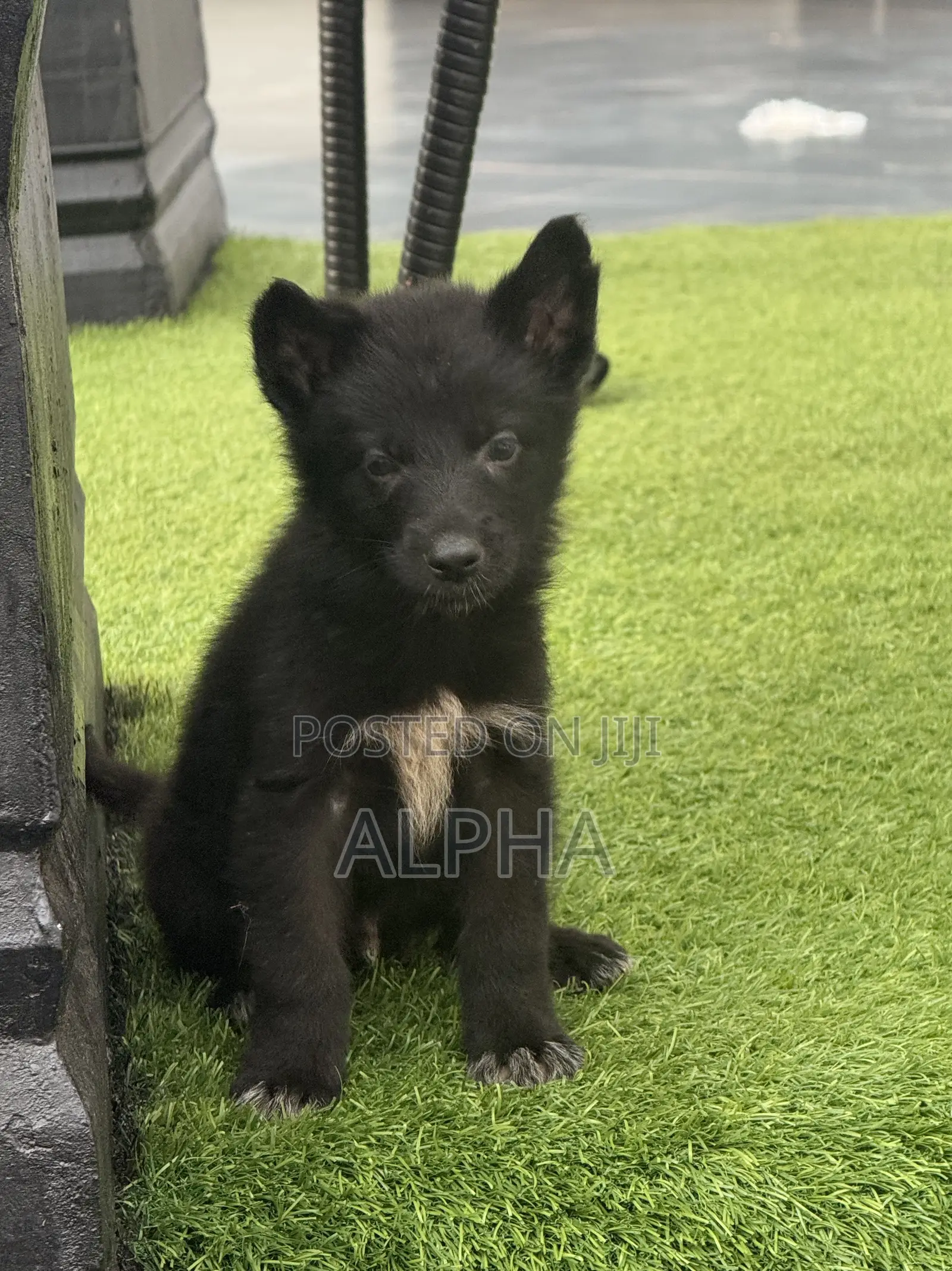 1-3 months Male Purebred German Shepherd
