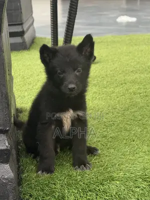 1-3 months Male Purebred German Shepherd