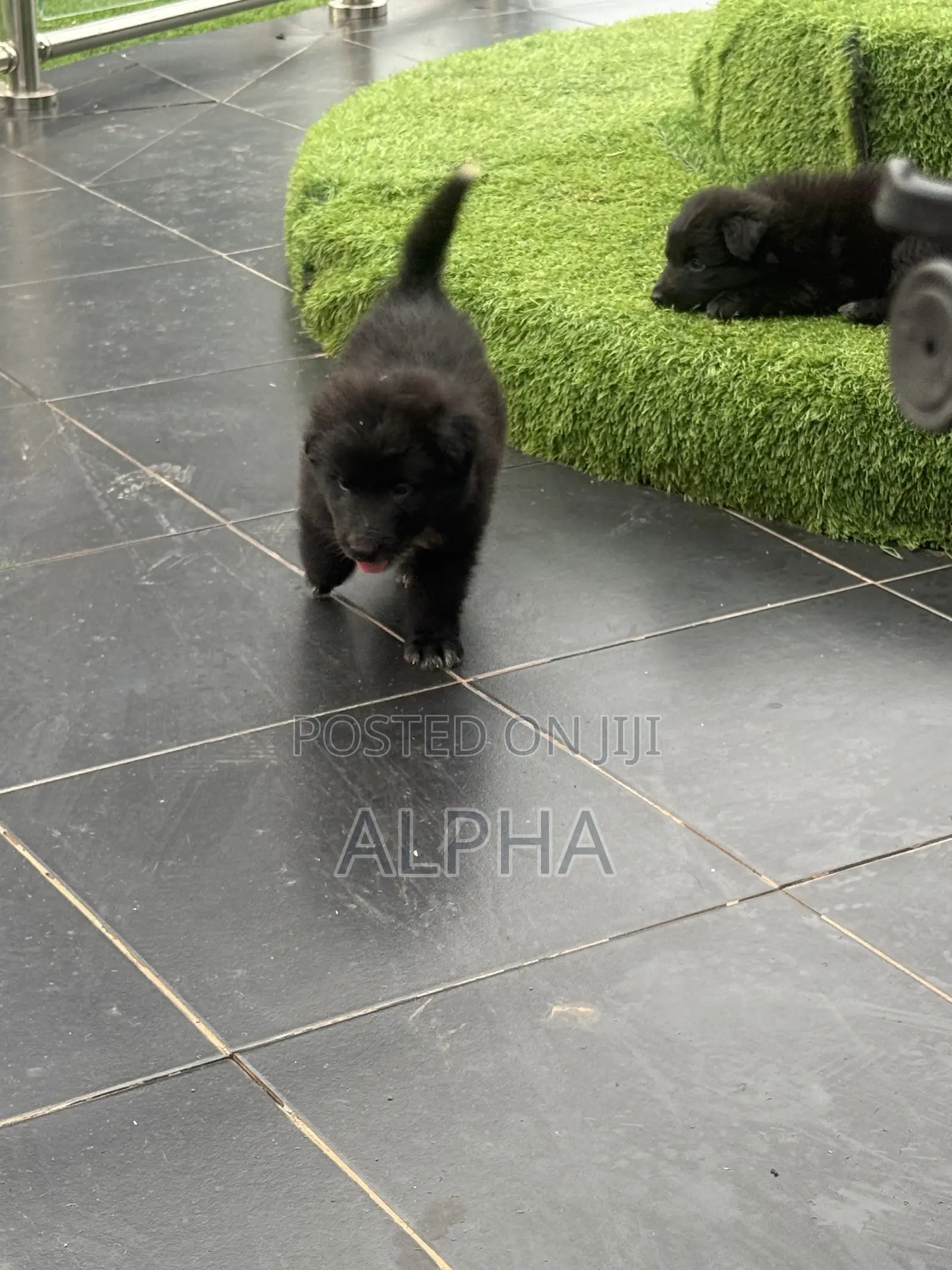 1-3 months Male Purebred German Shepherd