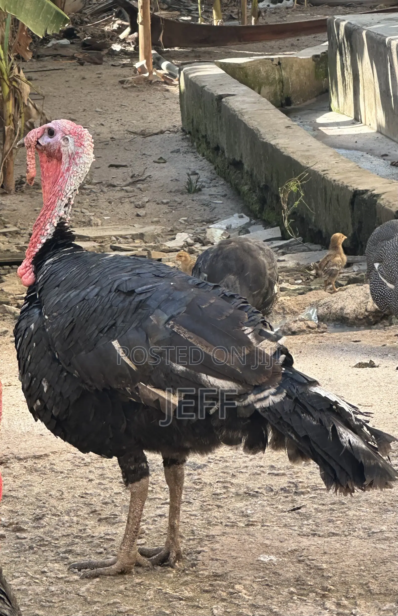 Turkey for Sale