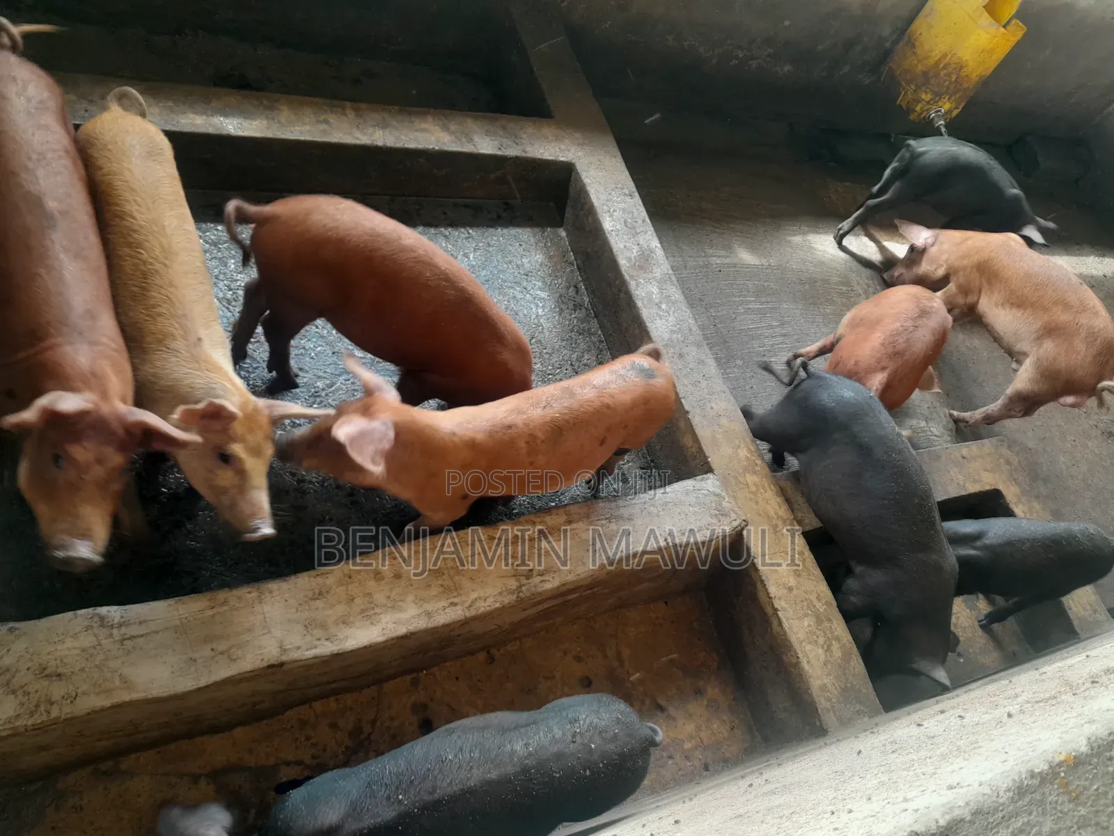 Pig / Pork