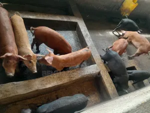 Pig / Pork