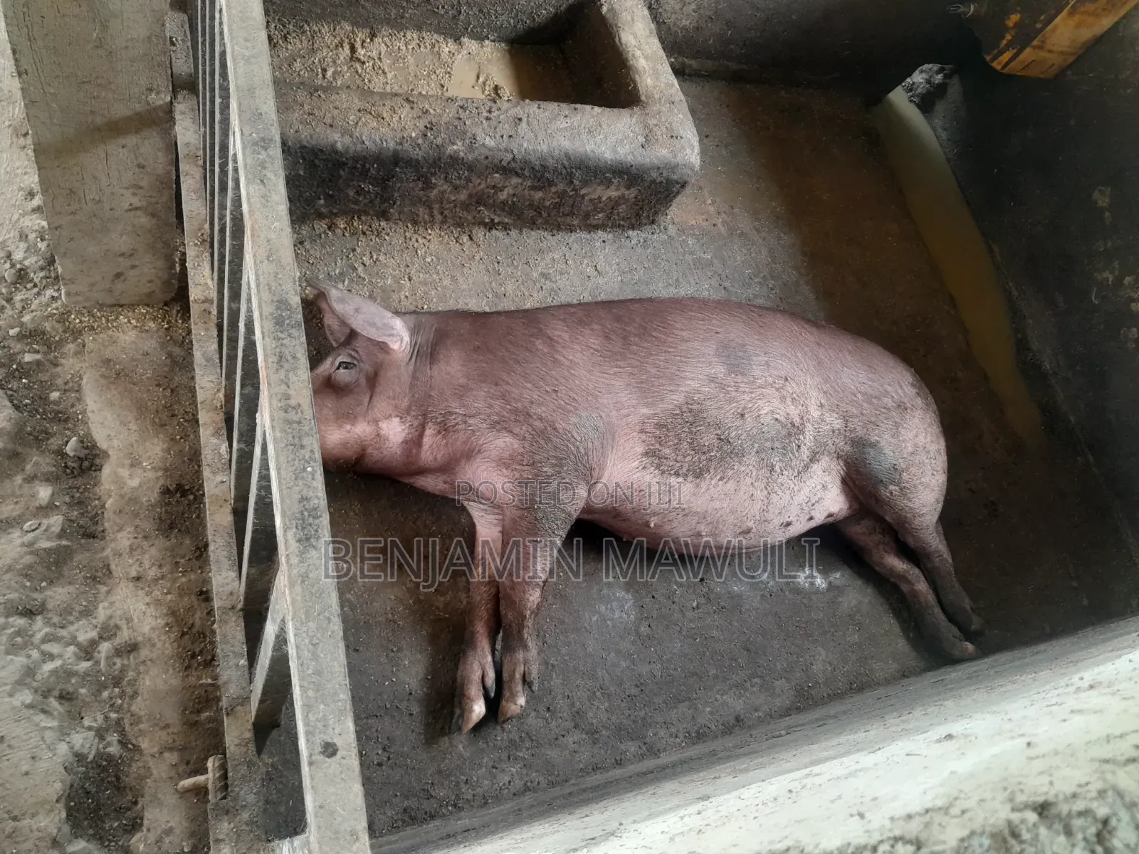 Pig / Pork